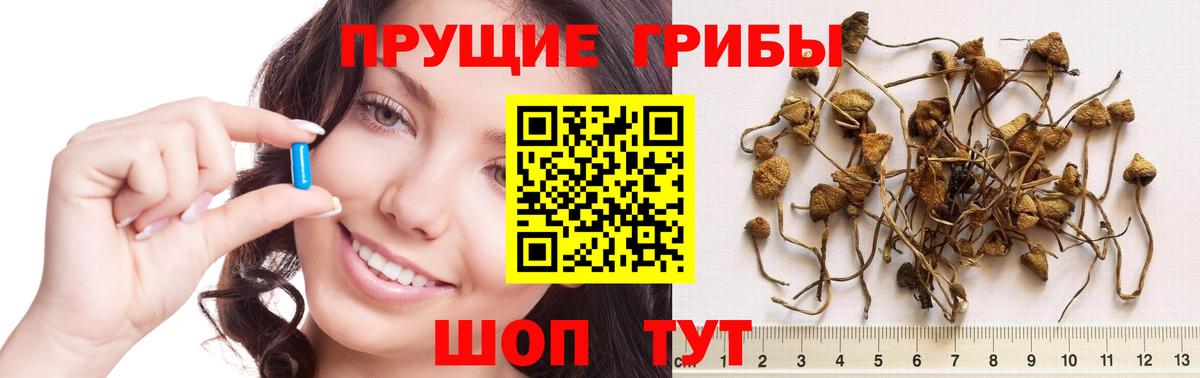 Богородск  Галлюциногенные грибы GOLDEN TEACHER  Вход с VPN 